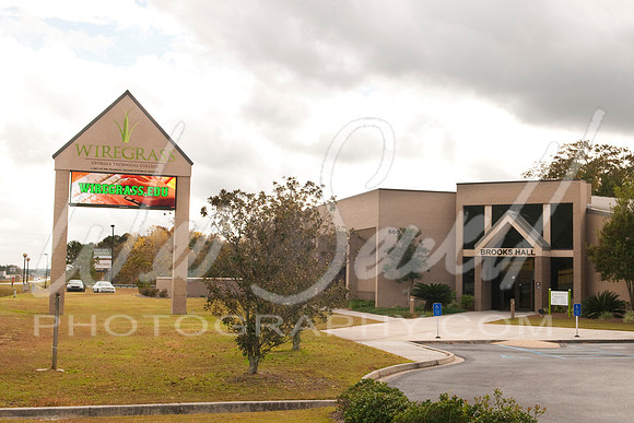 Wiregrass1